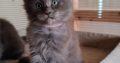 Maine Coon kék füst kadúrka eladó!