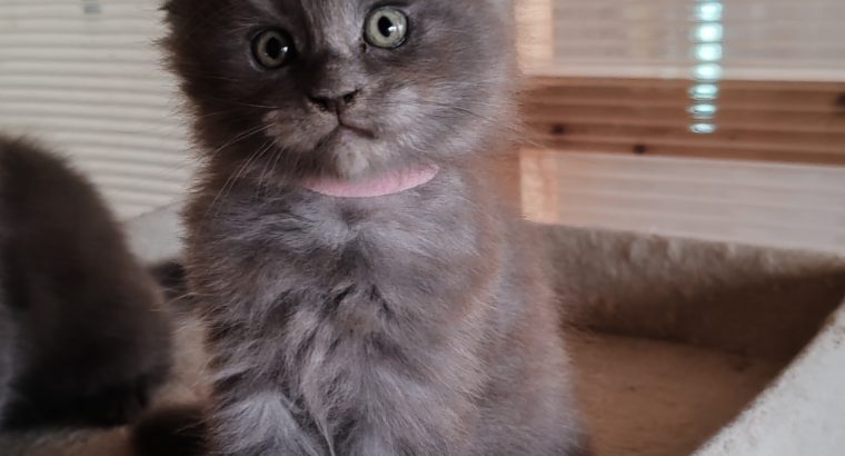 Maine Coon kék füst kadúrka eladó!