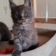 Maine Coon kék füst kadúrka eladó!