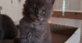 Maine Coon kék füst kadúrka eladó!