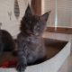 Maine Coon kék füst kadúrka eladó!