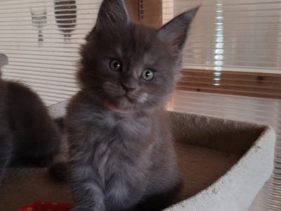 Maine Coon kék füst kadúrka eladó!