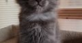 Maine Coon kandúr foglalható