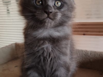 Maine Coon kandúr foglalható
