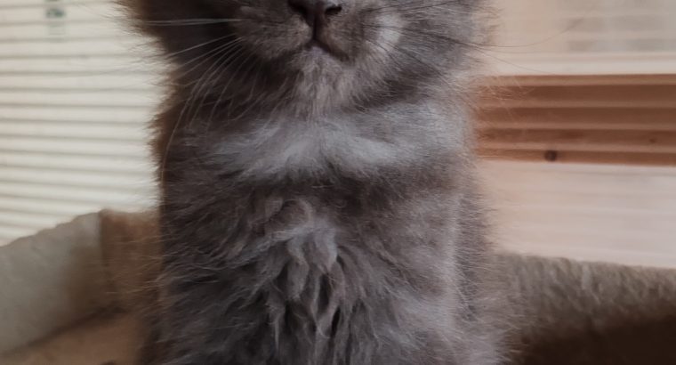 Maine Coon kandúr foglalható