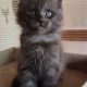 Maine Coon kandúr foglalható
