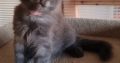 Maine Coon kék füst kadúrka eladó!