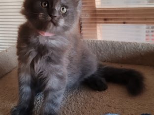 Maine Coon kék füst kadúrka eladó!