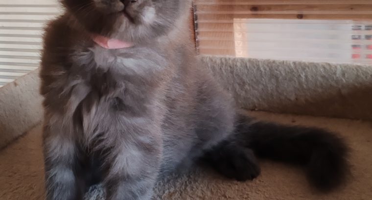 Maine Coon kék füst kadúrka eladó!