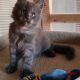 Maine Coon kék füst kadúrka eladó!