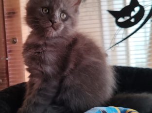 Maine Coon kandúr foglalható