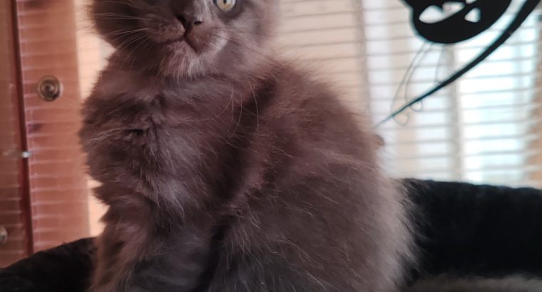 Maine Coon kandúr foglalható