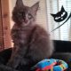 Maine Coon kandúr foglalható