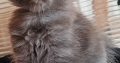 Maine Coon kandúr foglalható