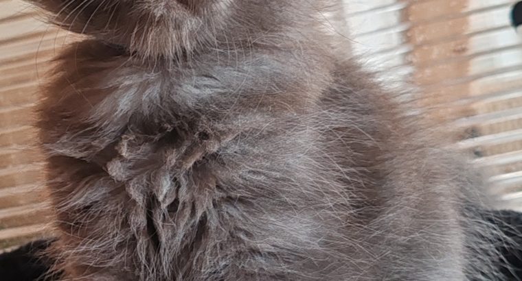 Maine Coon kandúr foglalható