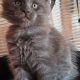 Maine Coon kandúr foglalható