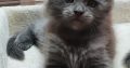 Maine Coon kandúr foglalható