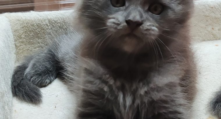 Maine Coon kandúr foglalható