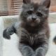 Maine Coon kandúr foglalható