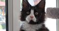 Maine Coon kandúr foglalható