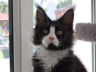 Maine Coon kandúr foglalható