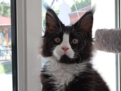 Maine Coon kandúr foglalható