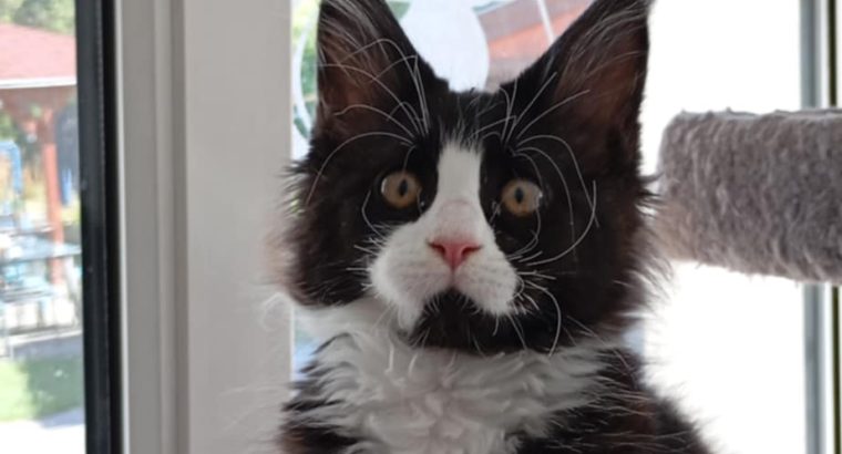 Maine Coon kandúr foglalható