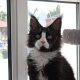 Maine Coon kandúr foglalható
