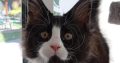 Maine Coon kandúr foglalható