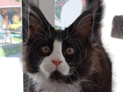 Maine Coon kandúr foglalható