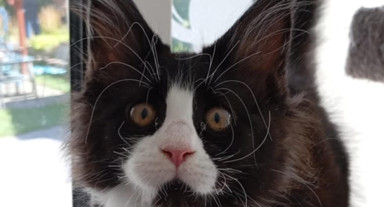 Maine Coon kandúr foglalható