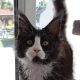 Maine Coon kandúr foglalható
