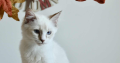 Ragdoll kandúr