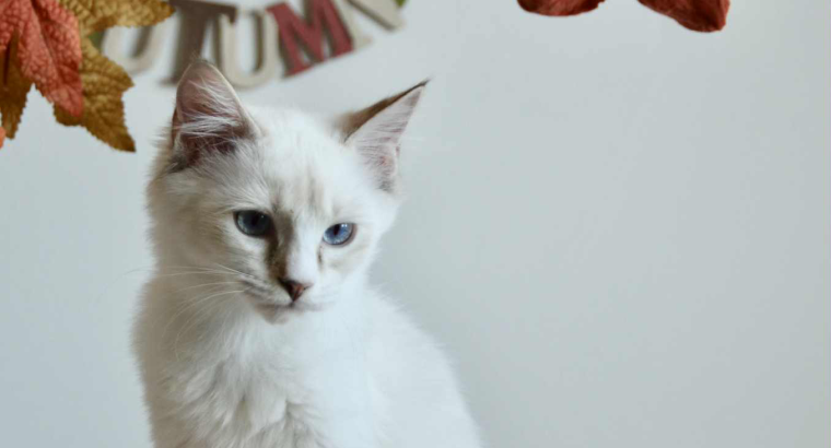 Ragdoll kandúr