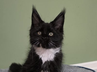 Maine Coon kandúr foglalható