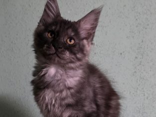 Maine Coon kislány