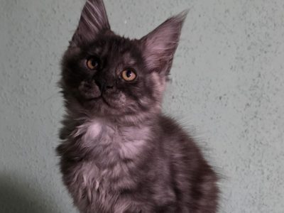 Maine Coon kislány
