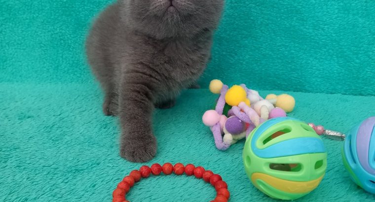 Silver Panther Quendolin