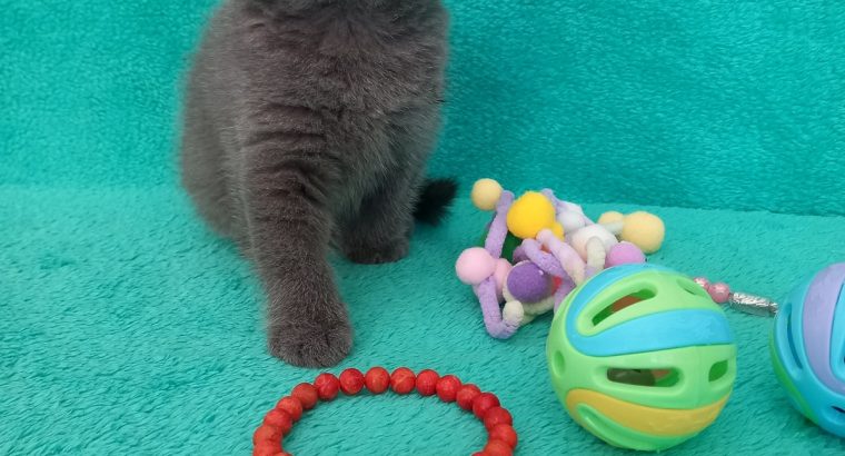 Silver Panther Quendolin