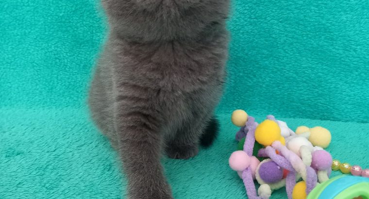 Silver Panther Quendolin
