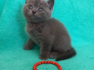 Silver Panther Quendolin