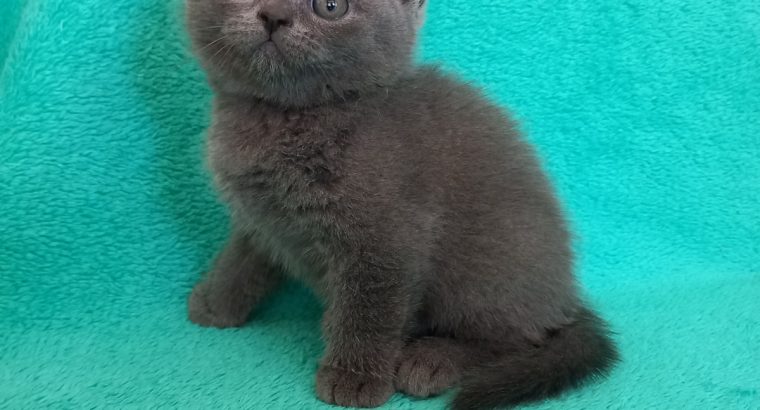 Silver Panther Quendolin