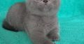 Silver Panther Quamil