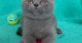 Silver Panther Quamil