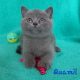 Silver Panther Quamil