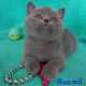 Silver Panther Quamil