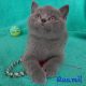 Silver Panther Quamil