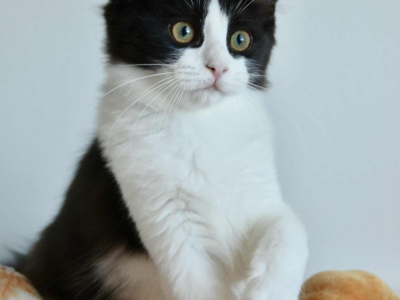 Ragdoll kandúr