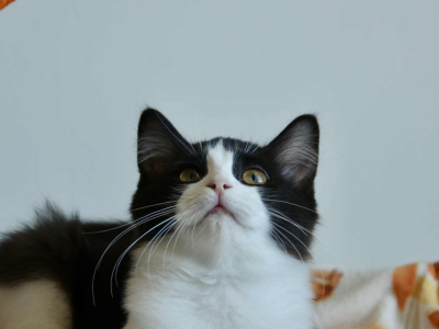 Ragdoll kandúr