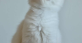Ragdoll kandúr